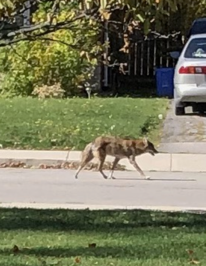 Coyote Sighting at Norwood Park | Norwood Park Elementary School